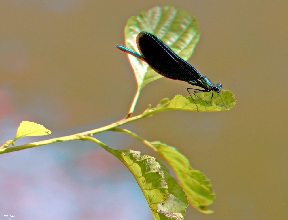 _ Gebänderte Prachtlibelle - Calopteryx splendens _