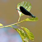 _ Gebänderte Prachtlibelle - Calopteryx splendens _