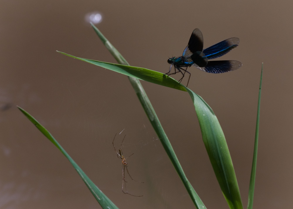 Gebänderte Prachtlibelle (Calopteryx splendens)