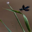 Gebänderte Prachtlibelle (Calopteryx splendens)