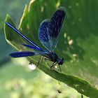 Gebänderte Prachtlibelle [Calopteryx splendens]