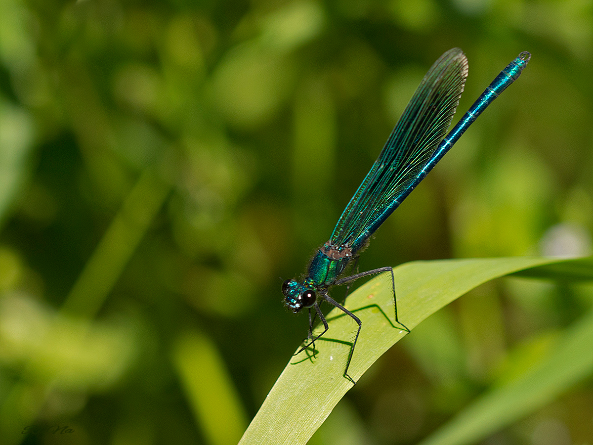 Gebänderte Prachtlibelle - Calopteryx splendens