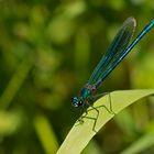 Gebänderte Prachtlibelle - Calopteryx splendens