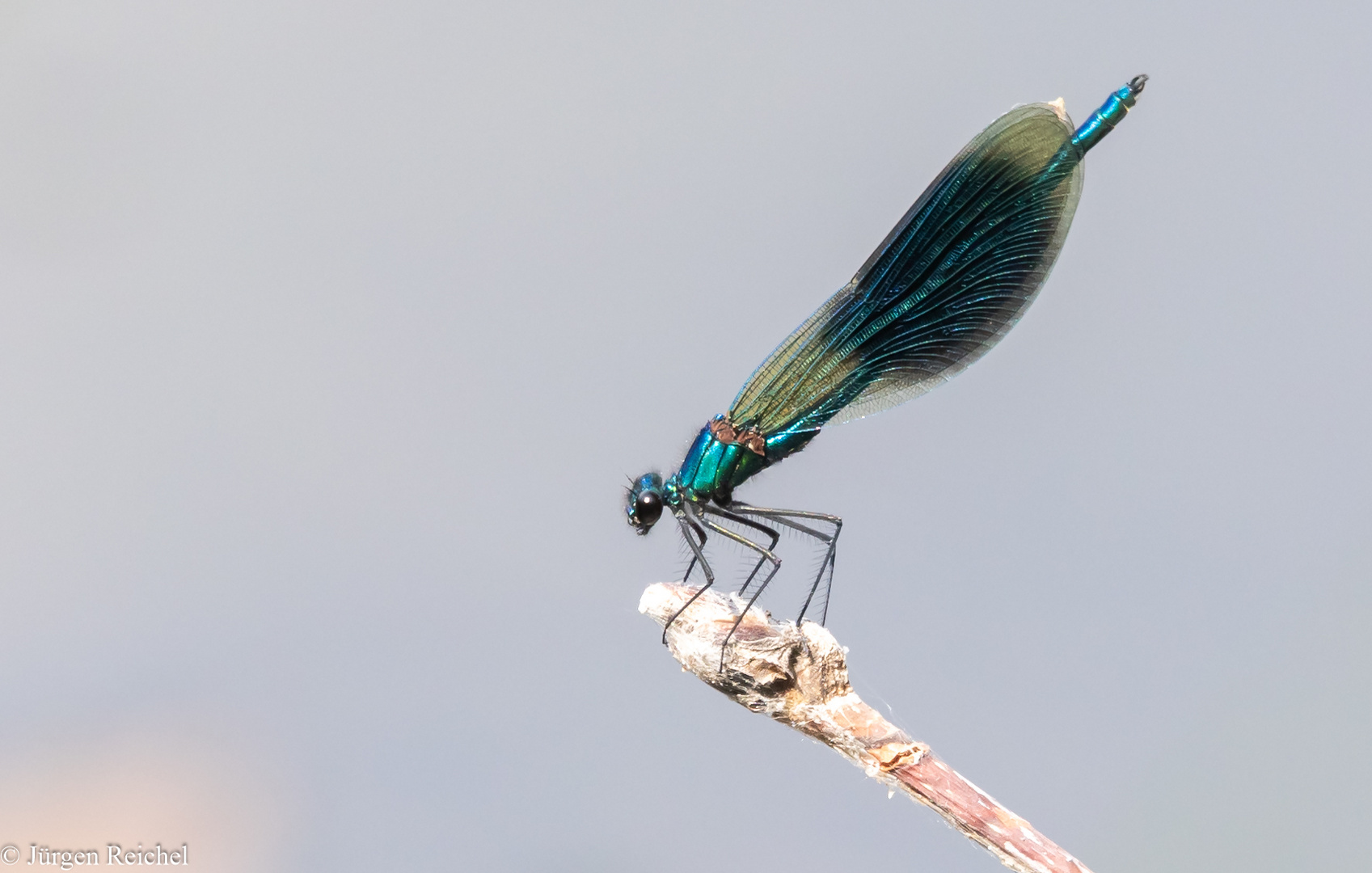 Gebänderte Prachtlibelle ( Calopteryx splendens )  