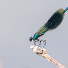 Gebänderte Prachtlibelle ( Calopteryx splendens )  