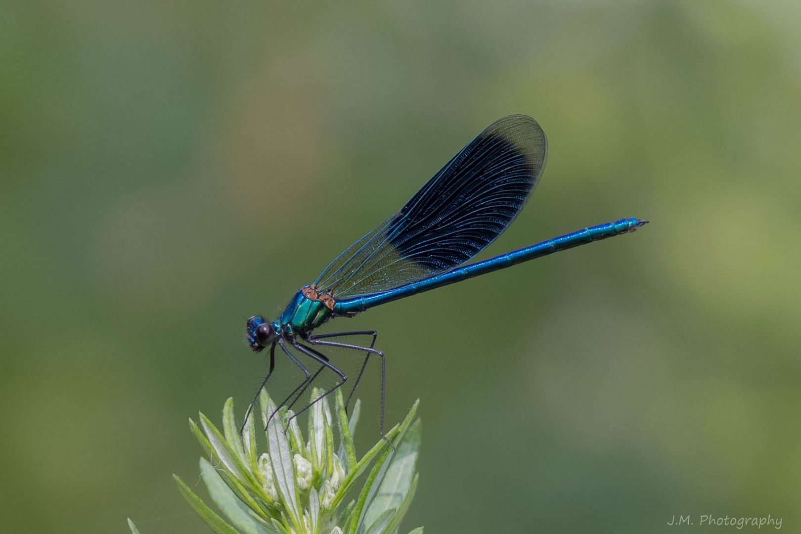 Gebänderte Prachtlibelle (Calopteryx splendens)