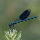 Gebänderte Prachtlibelle (Calopteryx splendens)