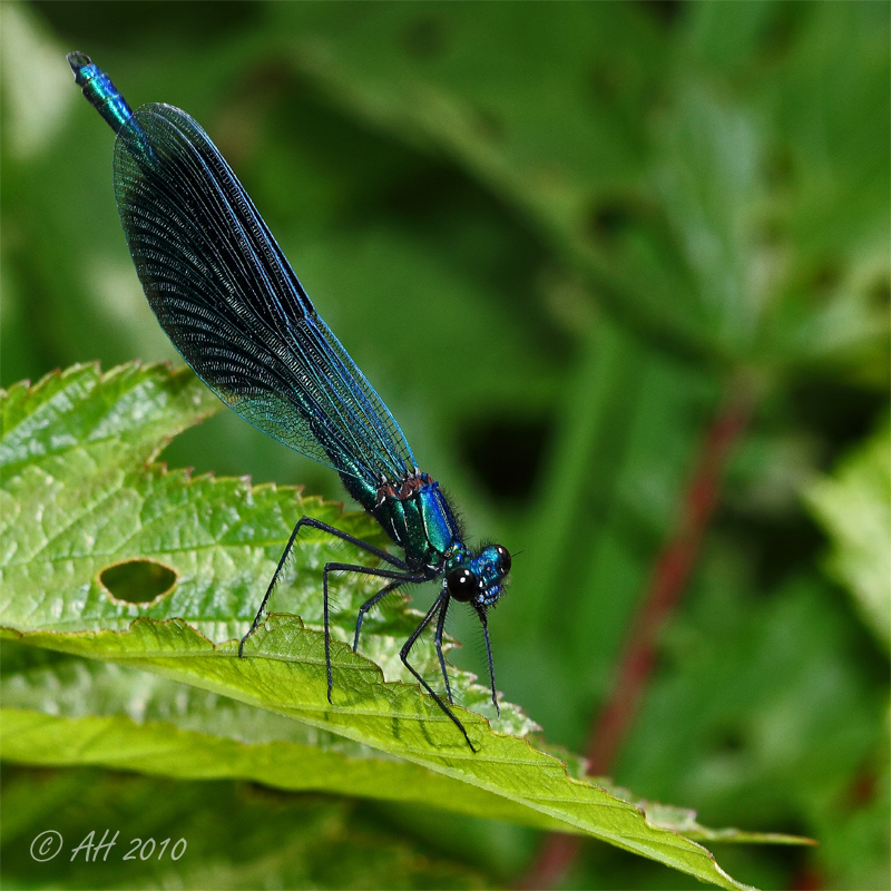 Gebänderte Prachtlibelle (Calopteryx splendens)