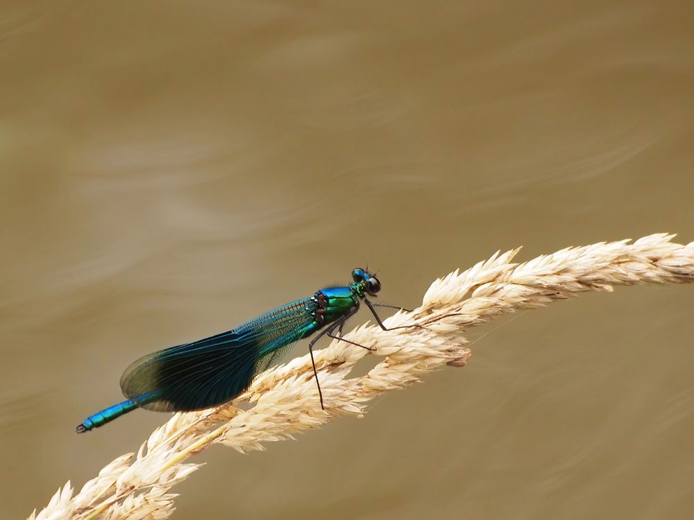 Gebänderte Prachtlibelle (Calopteryx splendens)