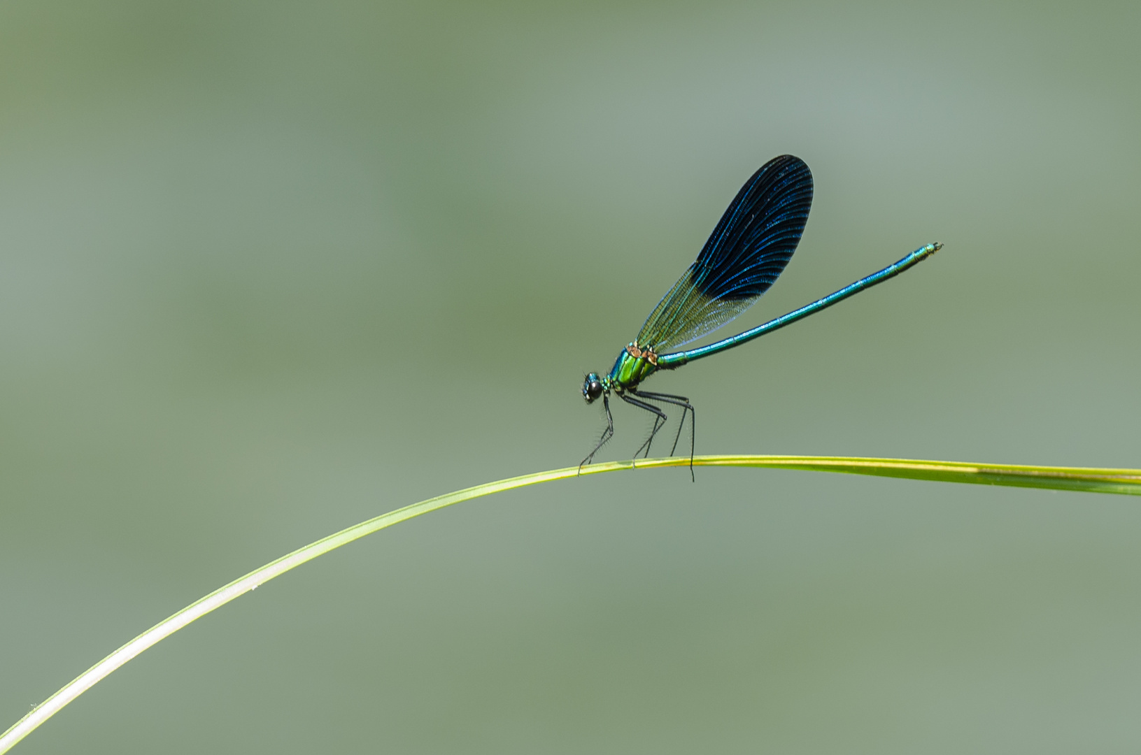 Gebänderte Prachtlibelle (Calopteryx splendens)