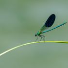 Gebänderte Prachtlibelle (Calopteryx splendens)