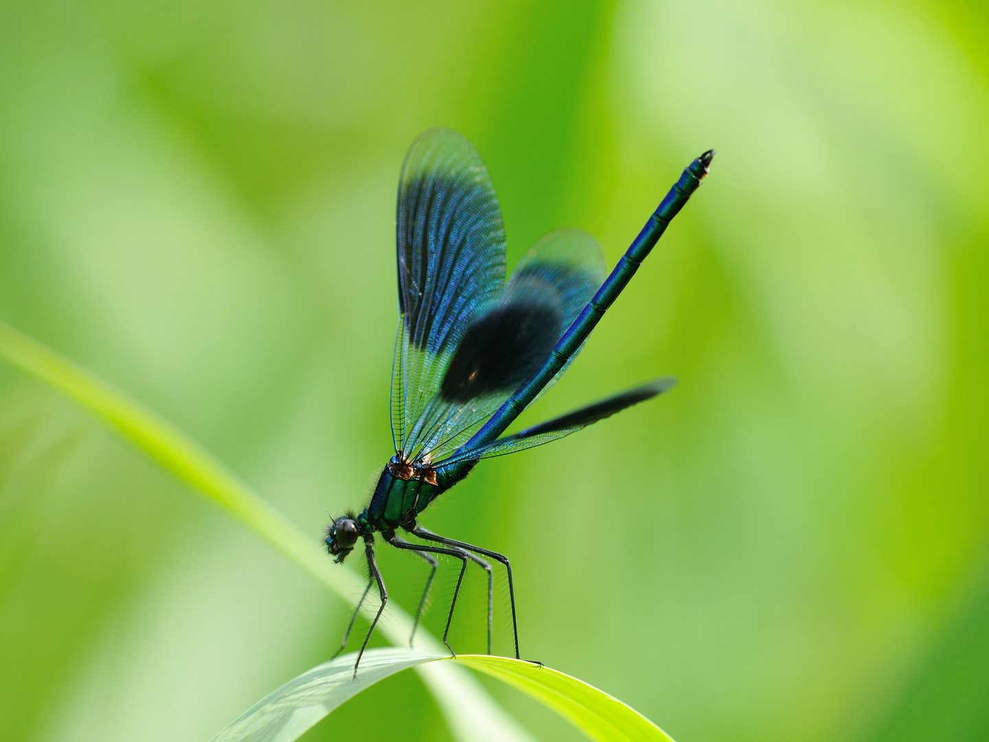 Gebänderte Prachtlibelle (Calopteryx splendens) 37-2016DSC_2035-1