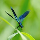 Gebänderte Prachtlibelle (Calopteryx splendens) 38-2016DSC_2047-1