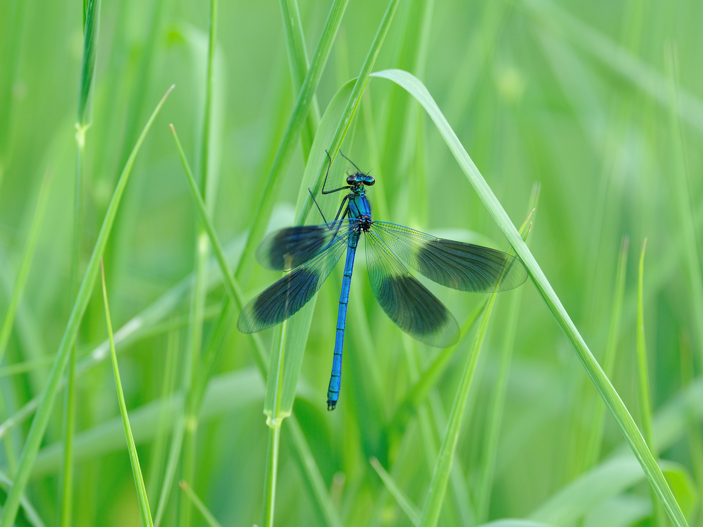 Gebänderte Prachtlibelle (Calopteryx splendens) 39-2016DSC_1574-1