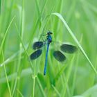 Gebänderte Prachtlibelle (Calopteryx splendens) 39-2016DSC_1574-1