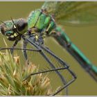 Gebänderte Prachtlibelle (Calopteryx splendens)