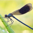 Gebaenderte Prachtlibelle - Calopteryx splendens