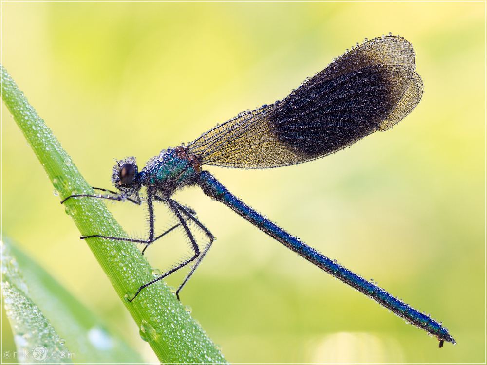 Gebaenderte Prachtlibelle - Calopteryx splendens