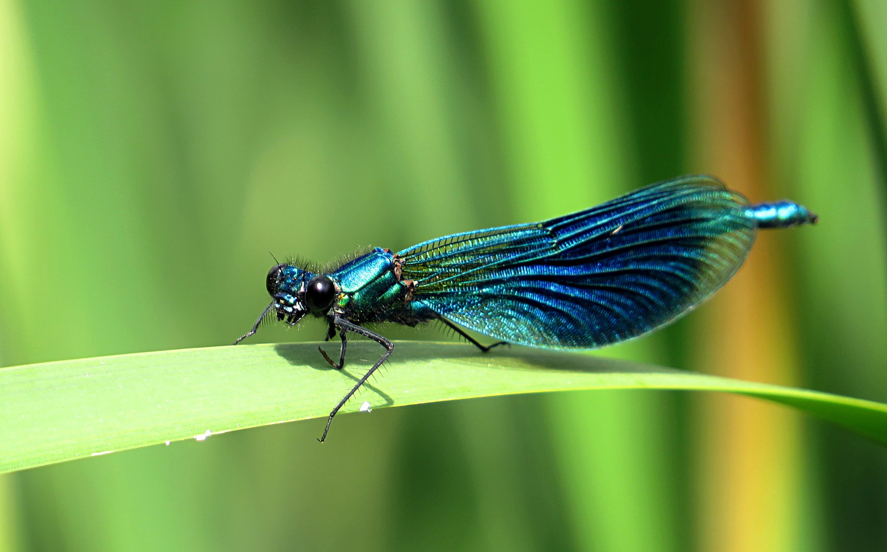 --- Gebänderte Prachtlibelle (Calopteryx splendens) ---