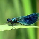 --- Gebänderte Prachtlibelle (Calopteryx splendens) ---