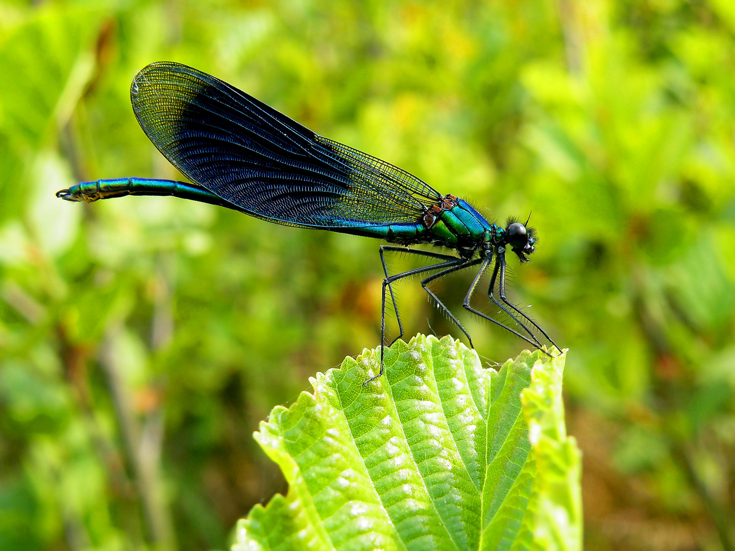 Gebänderte Prachtlibelle Calopteryx splendens