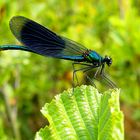 Gebänderte Prachtlibelle Calopteryx splendens