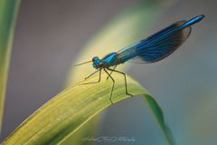 Gebänderte Prachtlibelle (Calopteryx splendens)