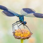 Gebänderte Prachtlibelle Calopteryx splendens