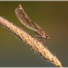 Gebänderte Prachtlibelle (Calopteryx splendens)