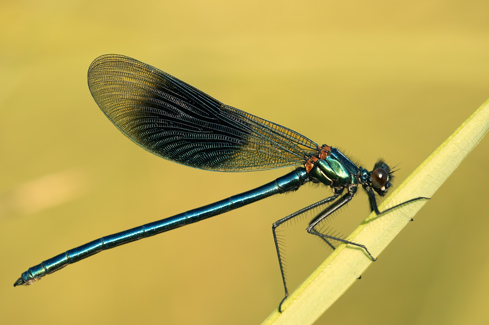 Gebänderte Prachtlibelle (Calopteryx splendens)