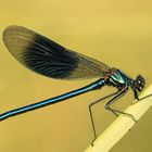 Gebänderte Prachtlibelle (Calopteryx splendens)