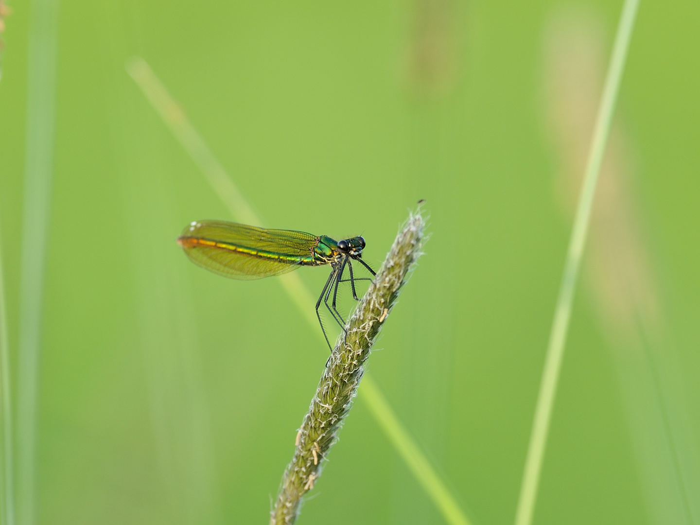 Gebänderte Prachtlibelle (Calopteryx splendens) 42-2016DSC_1525-1