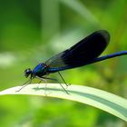 ... Gebänderte Prachtlibelle (Calopteryx splendens) ...