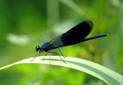 ... Gebänderte Prachtlibelle (Calopteryx splendens) ...