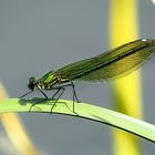 --- Gebänderte Prachtlibelle (Calopteryx splendens) ---