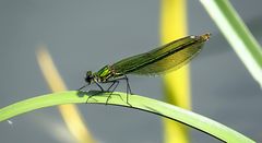 --- Gebänderte Prachtlibelle (Calopteryx splendens) ---