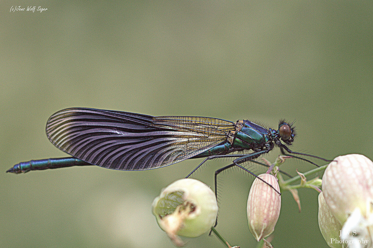 Gebänderte Prachtlibelle (Calopteryx splendens)