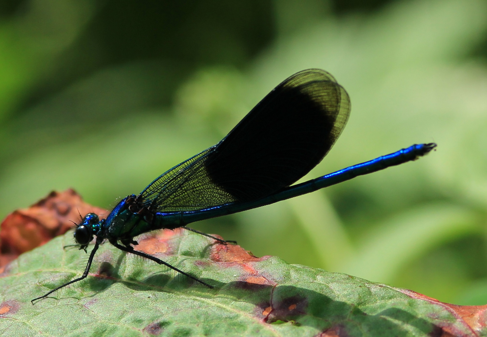 Gebänderte Prachtlibelle – Calopteryx splendens