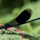 Gebänderte Prachtlibelle – Calopteryx splendens