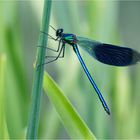 Gebänderte Prachtlibelle (Calopteryx splendens)