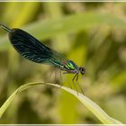 Gebänderte Prachtlibelle (Calopteryx splendens)