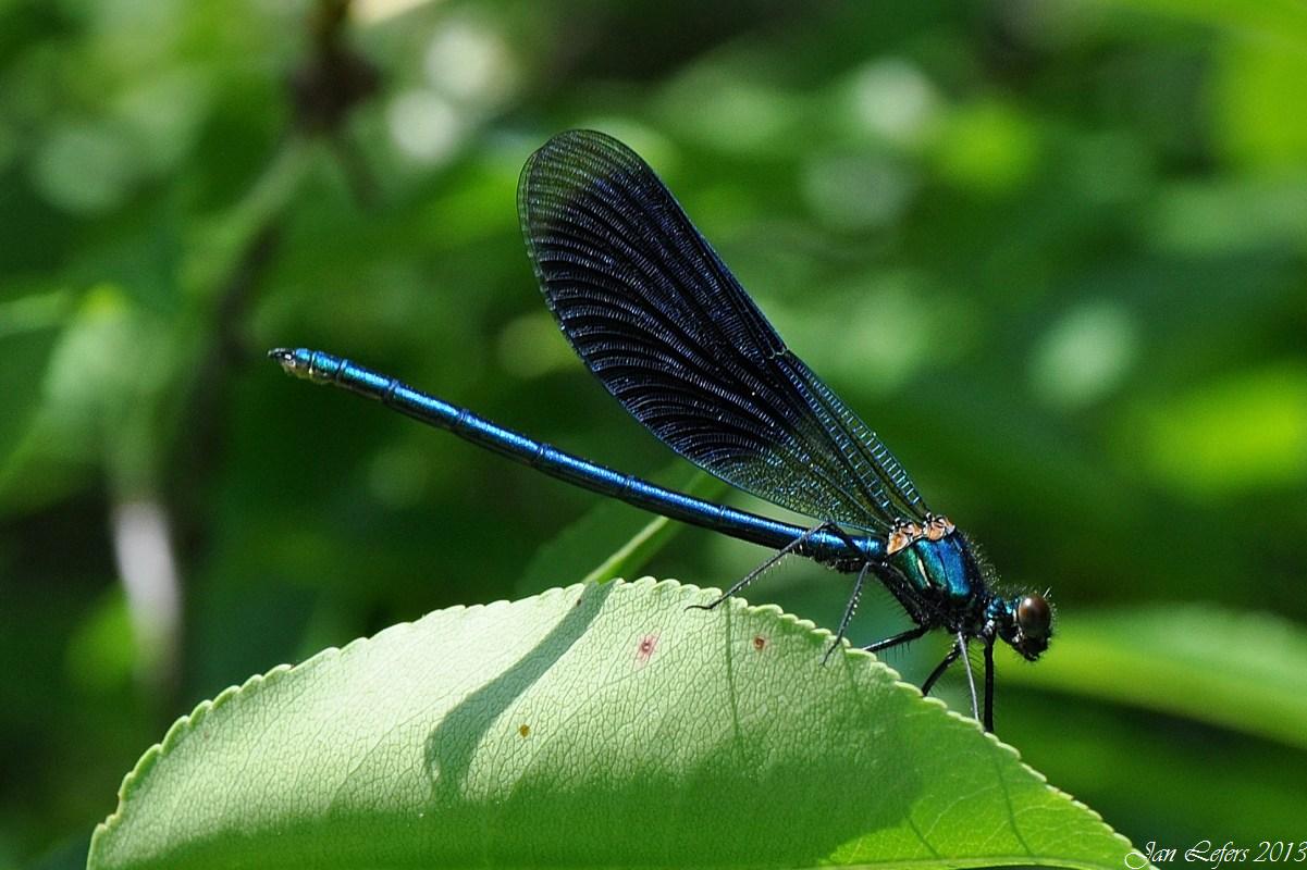 Gebänderte Prachtlibelle (Calopteryx splendens)