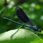 Gebänderte Prachtlibelle (Calopteryx splendens)