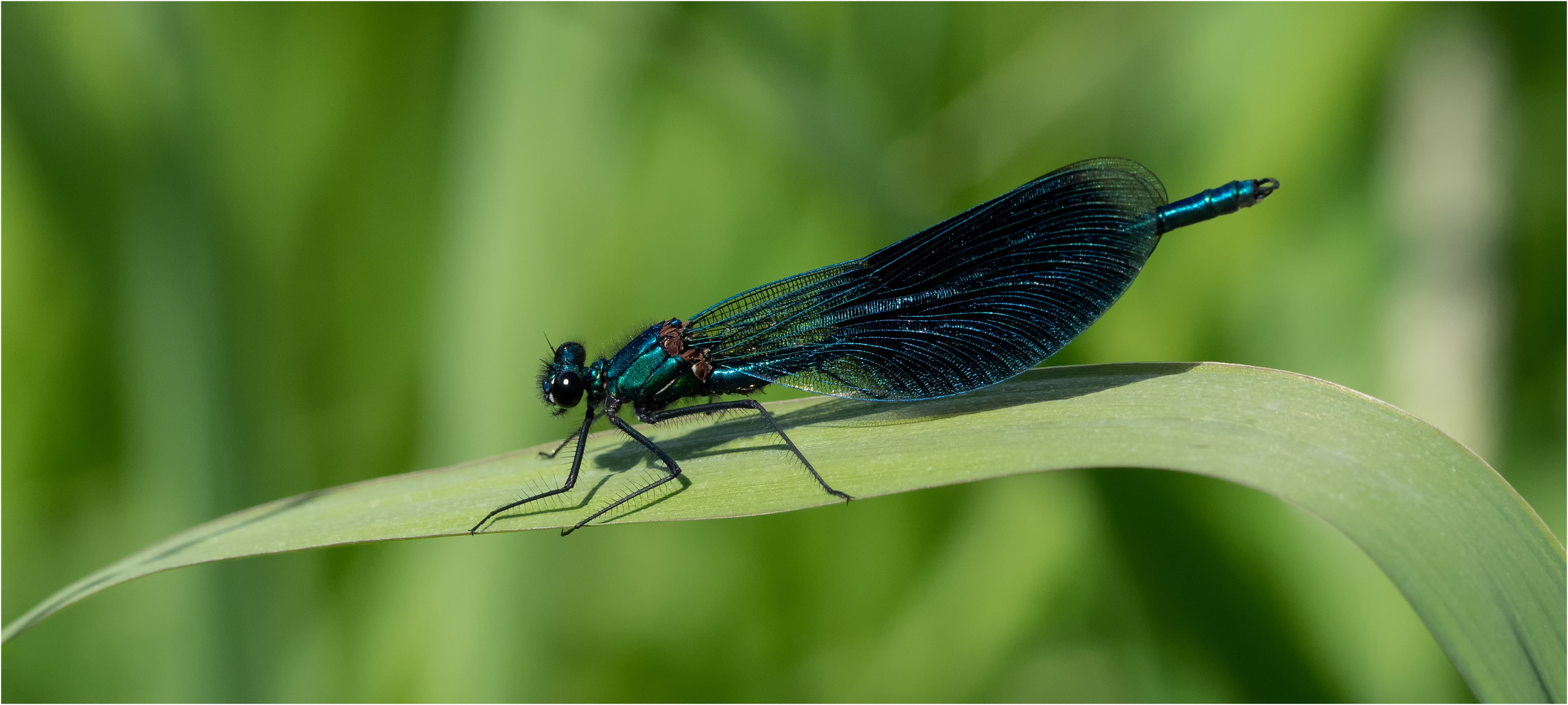 Gebänderte Prachtlibelle -Calopteryx splendens -  .....