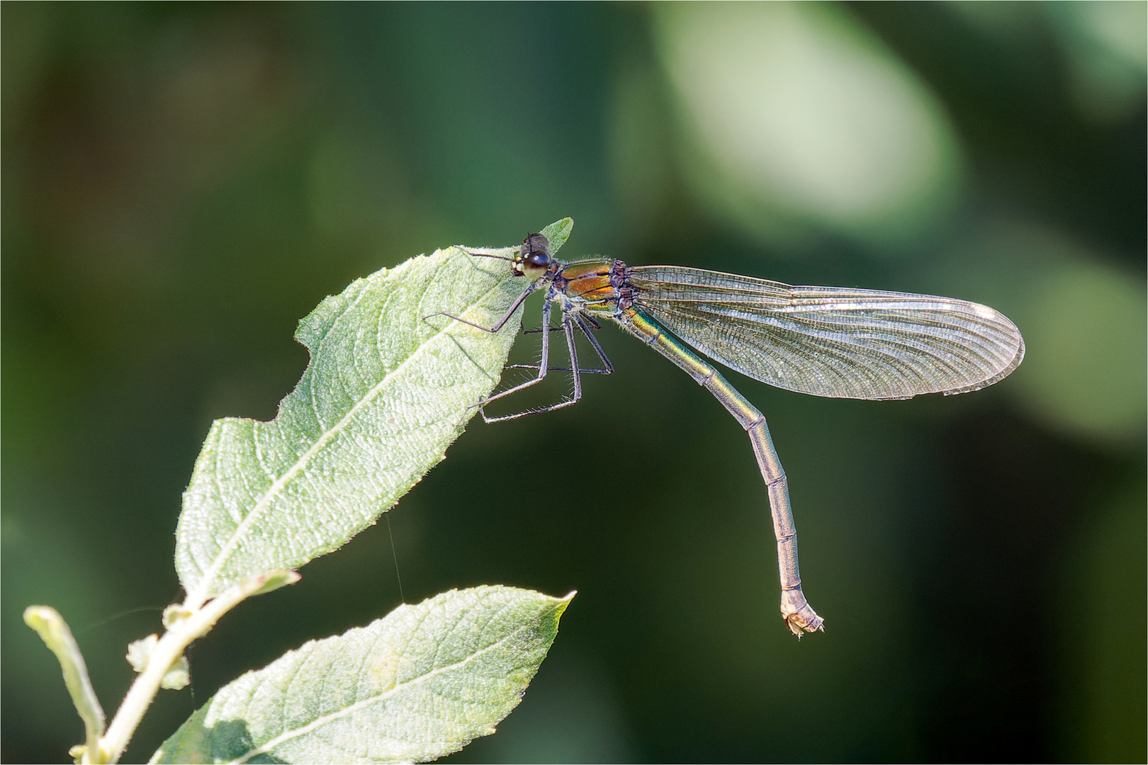 gebänderte Prachtlibelle - Calopteryx splendens -  .....   - 5 - 