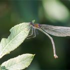 gebänderte Prachtlibelle - Calopteryx splendens -  .....   - 5 - 