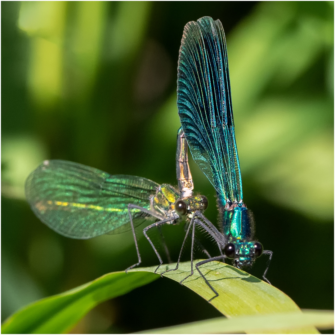 Gebänderte Prachtlibelle - Calopteryx splendens - 