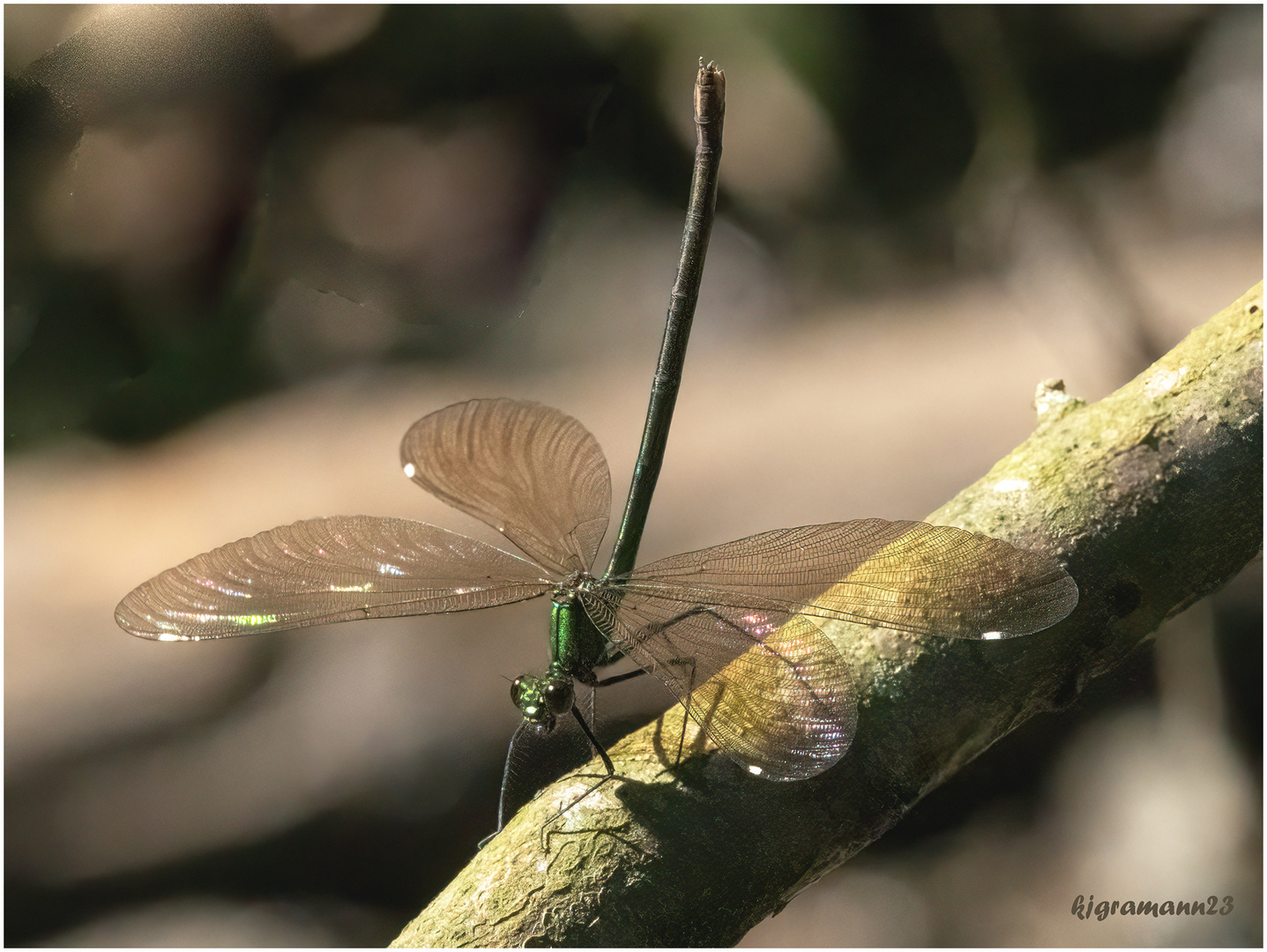  gebänderte prachtlibelle (calopteryx splendens) ...