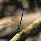  gebänderte prachtlibelle (calopteryx splendens) ...