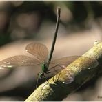  gebänderte prachtlibelle (calopteryx splendens) ...